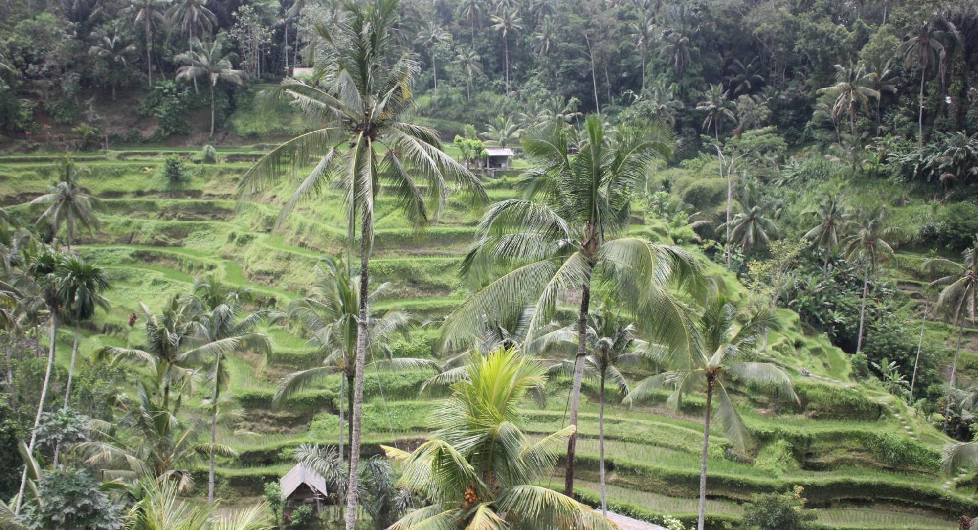 Sari Gong Guest House, A Trishula Collection Ubud Buitenkant foto