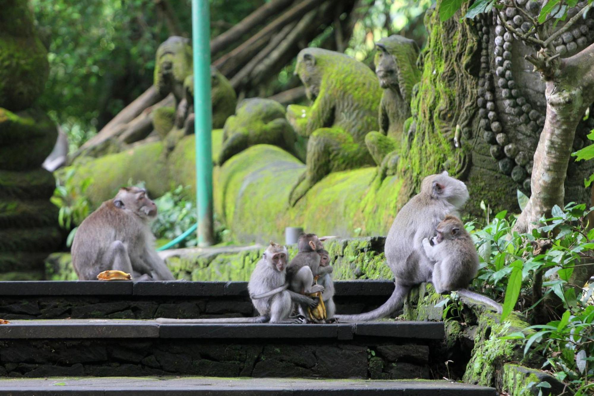 Sari Gong Guest House, A Trishula Collection Ubud Buitenkant foto